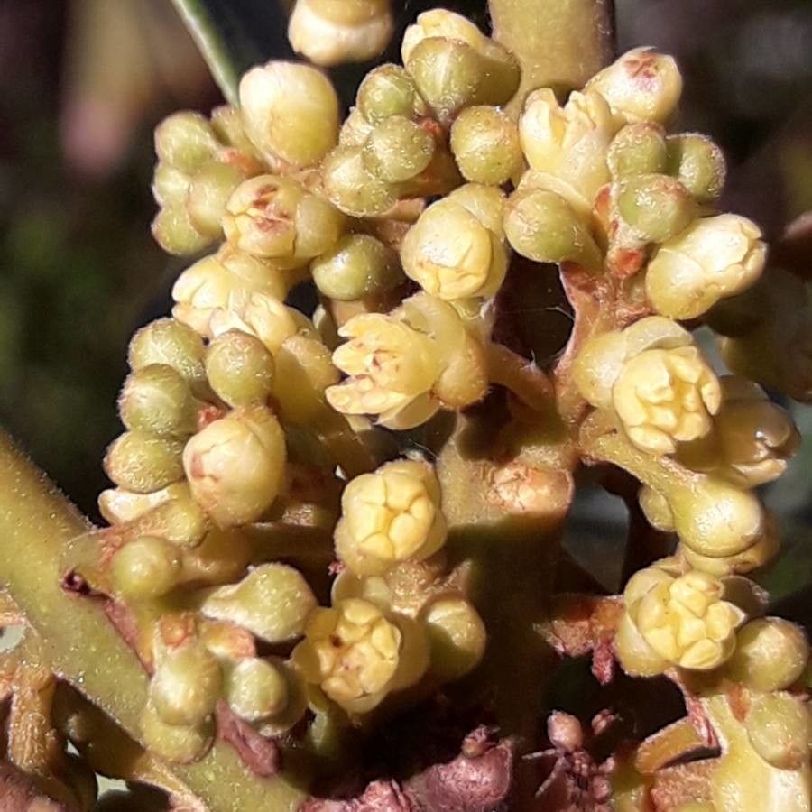 Litsea deplanchei flower