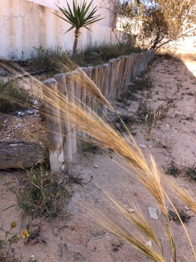 Stipella capensis fruit