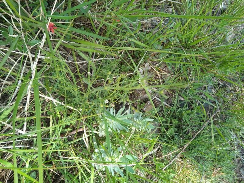 Thesium divaricatum — houseplant care guide