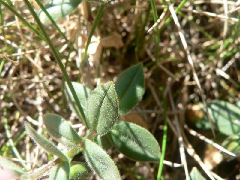 Cerastium pyrenaicum leaf