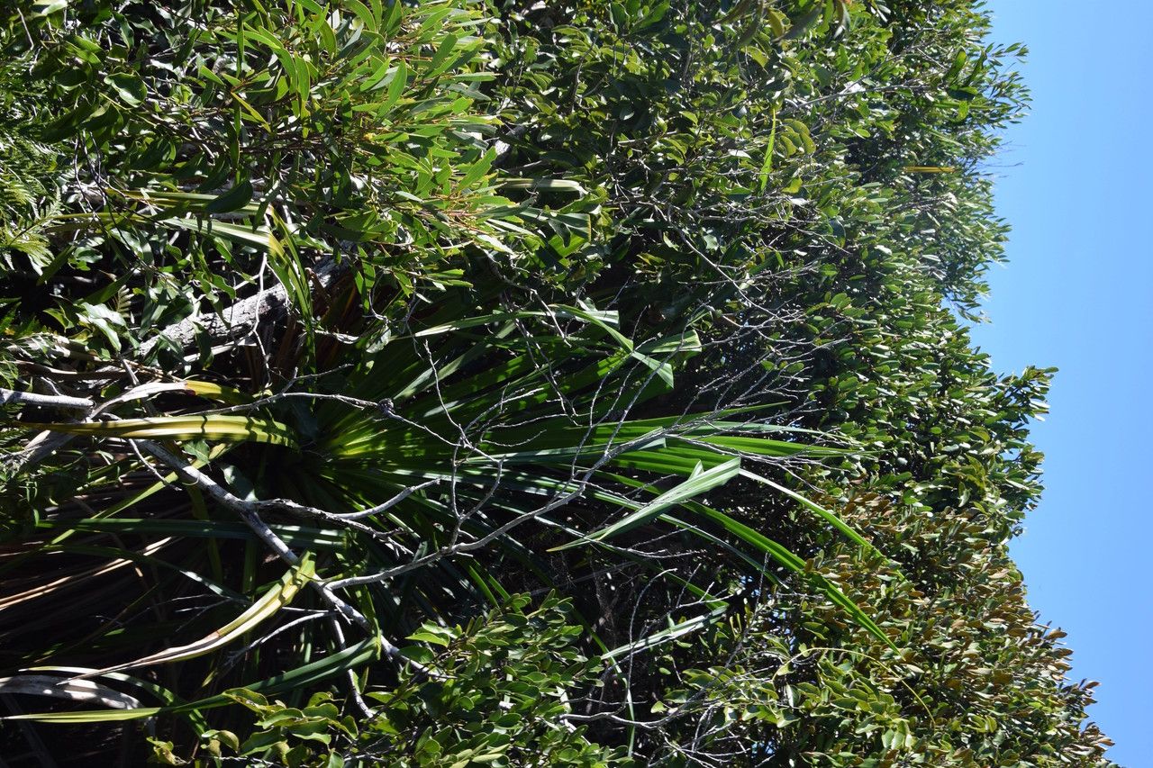 Pandanus belepensis habit