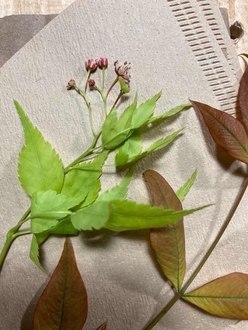 Osmorhiza purpurea — houseplant care guide