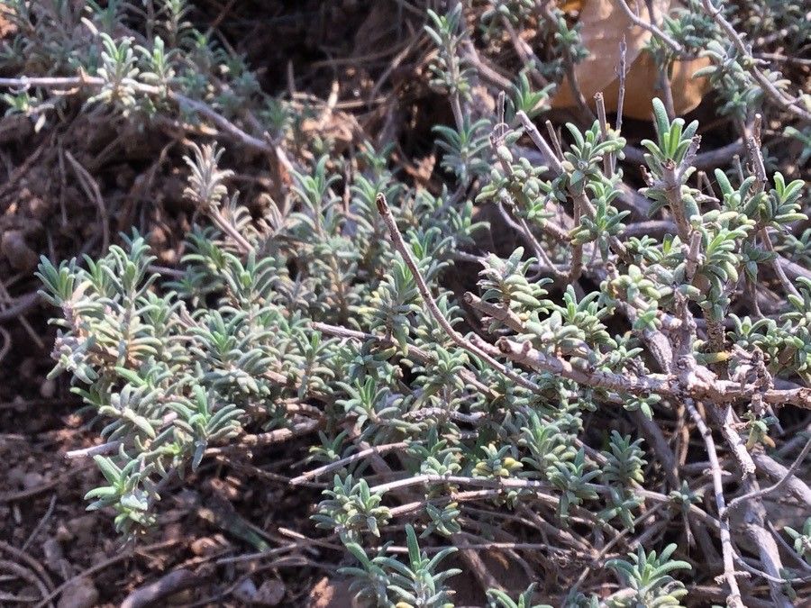 Thymus longiflorus — search result for 'Thymus'