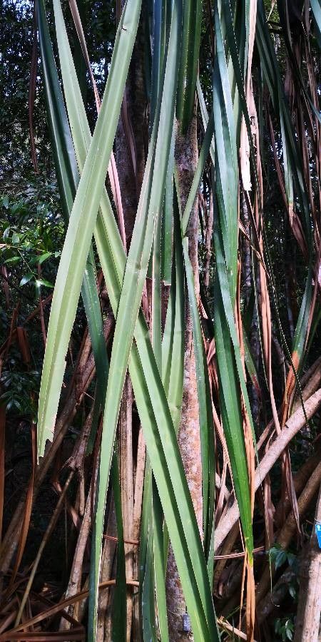 Pandanus urophyllus leaf