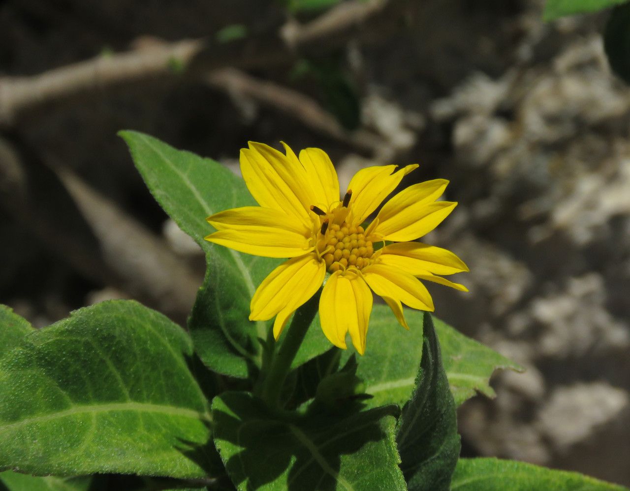 Wedelia calycina flower