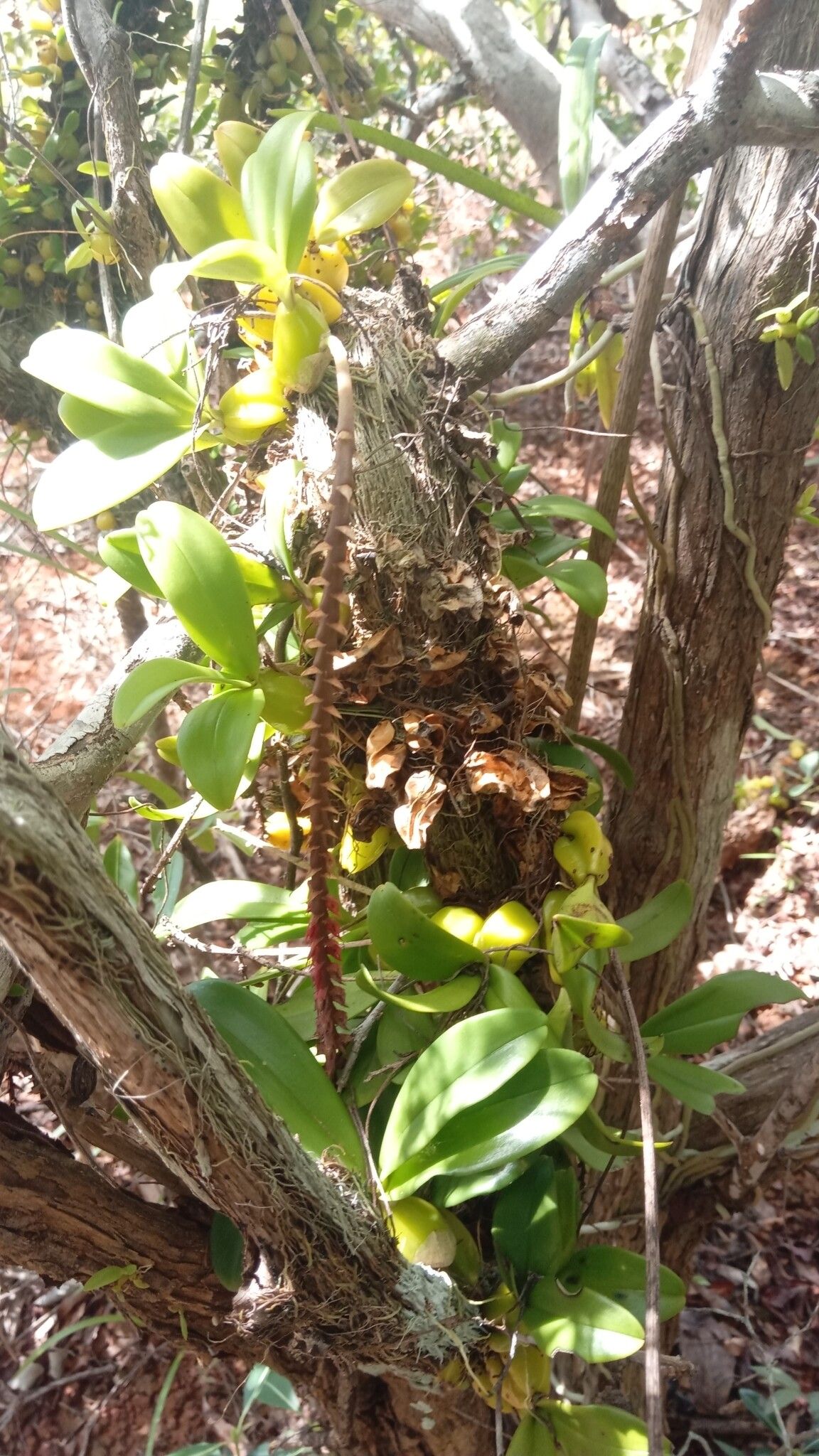 Bulbophyllum trifarium habit