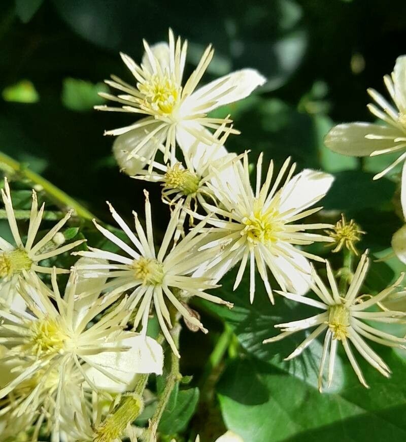 Clematis bonariensis — search result for 'Clematis'