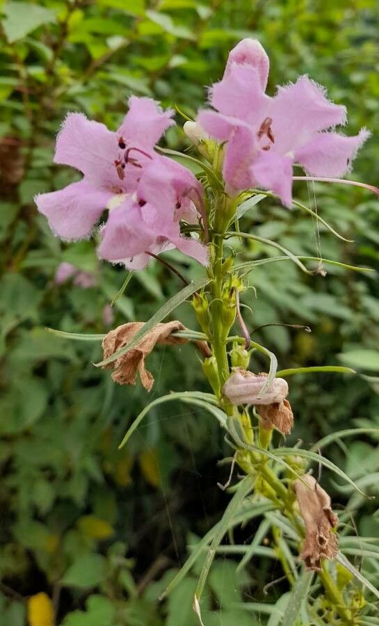 Agalinis fiebrigii flower
