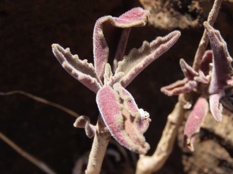 Kalanchoe citrina leaf