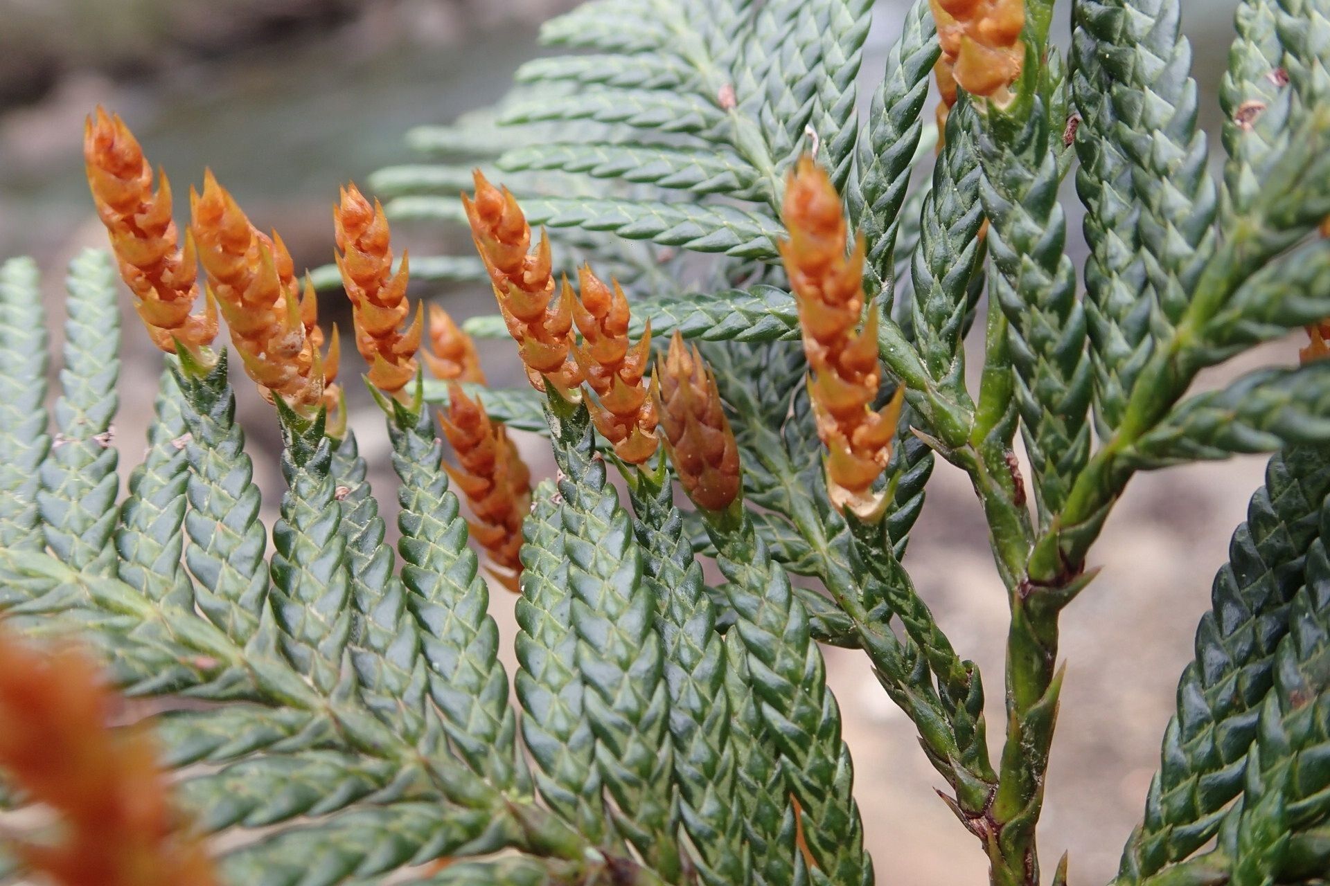 Libocedrus yateensis flower
