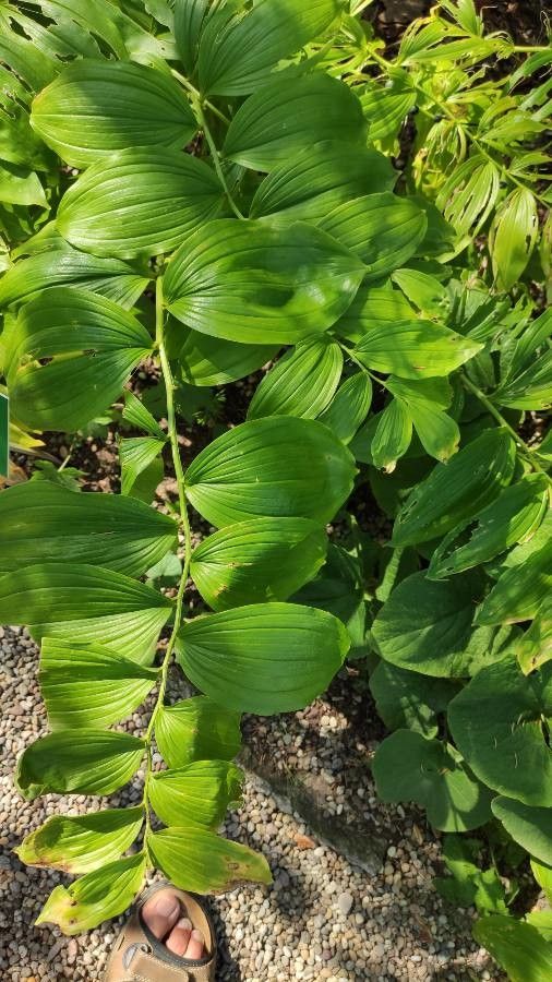 Polygonatum orientale — houseplant care guide