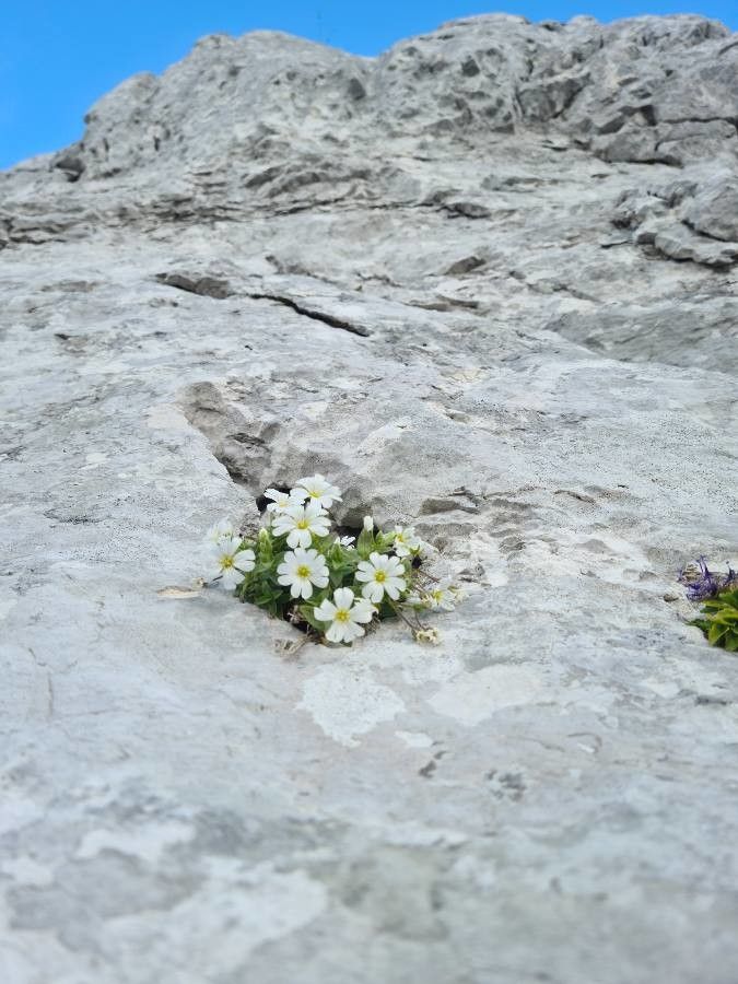 Cerastium uniflorum flower
