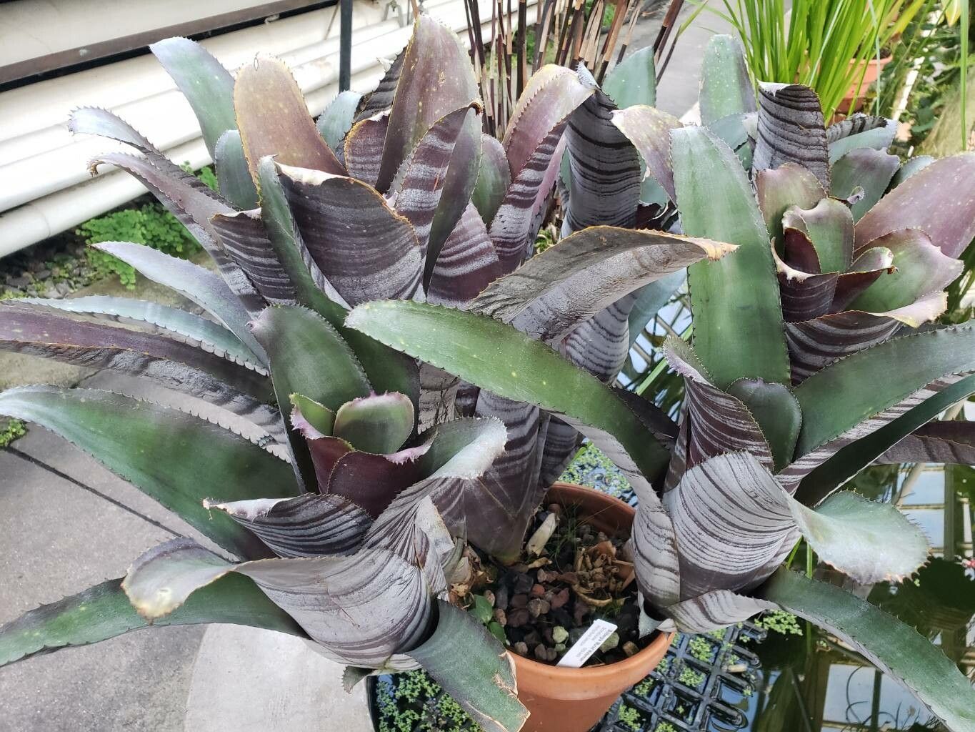 Billbergia euphemiae habit