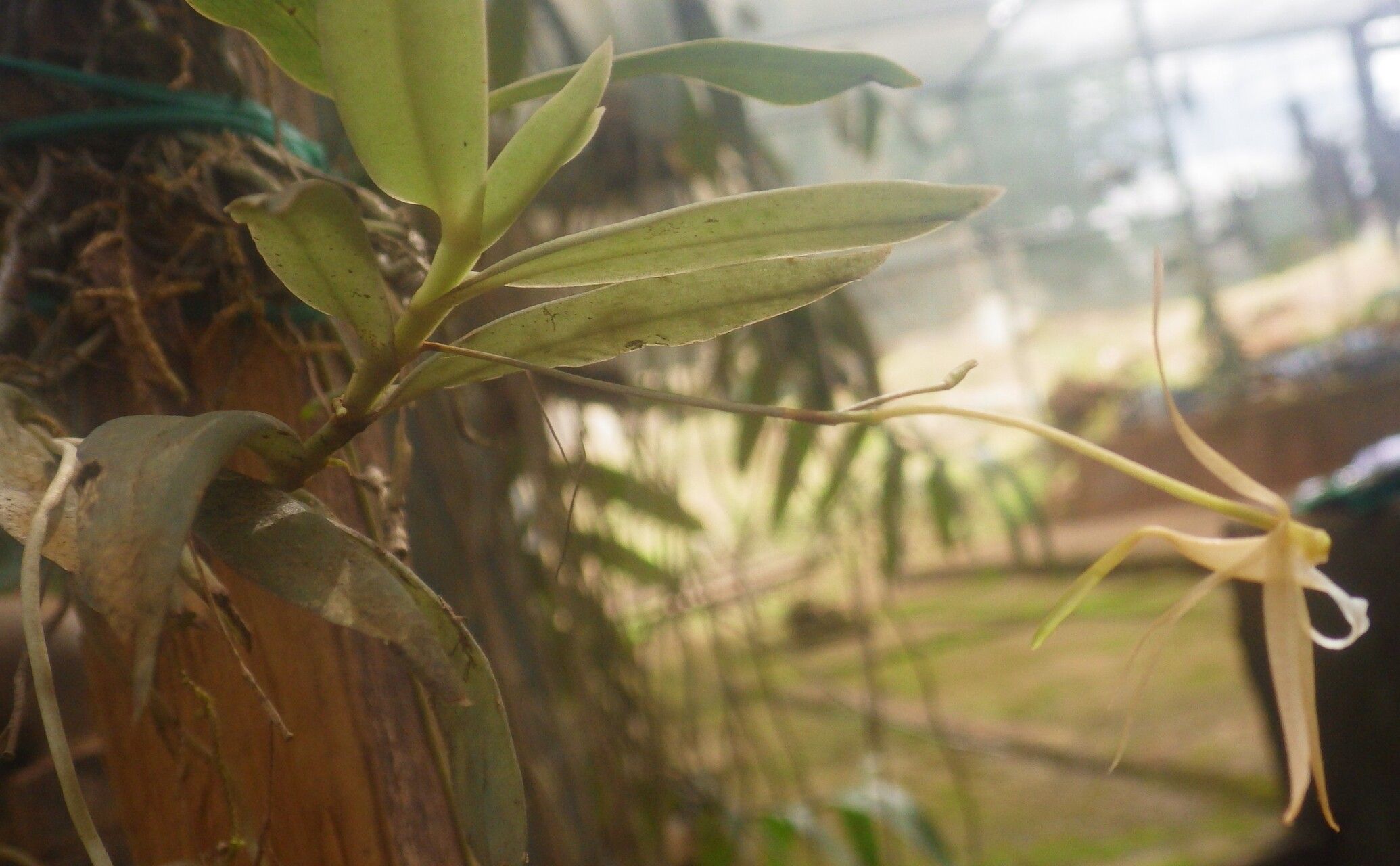 Angraecum angustum — houseplant care guide