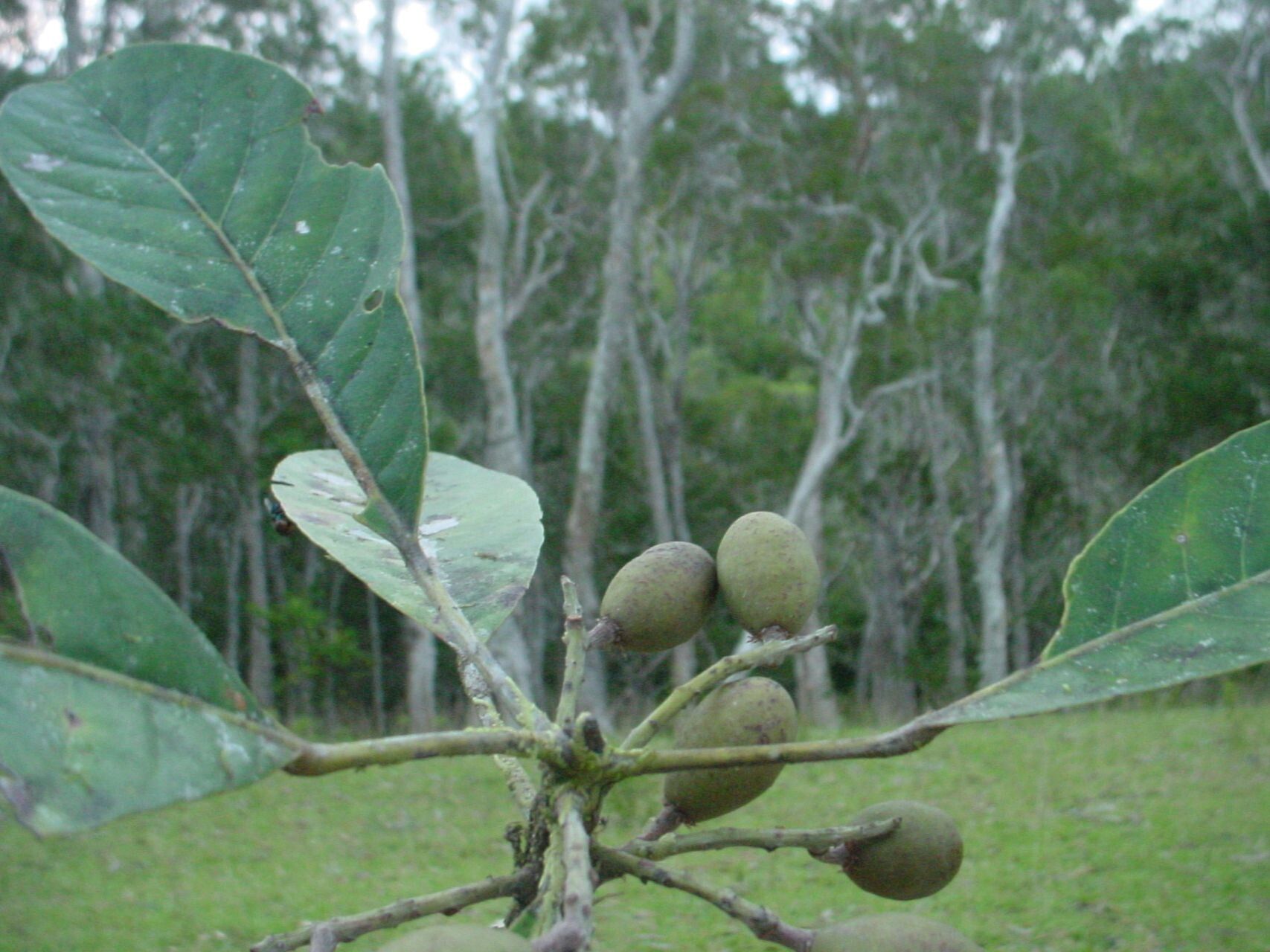 Elaeocarpus weibelianus fruit