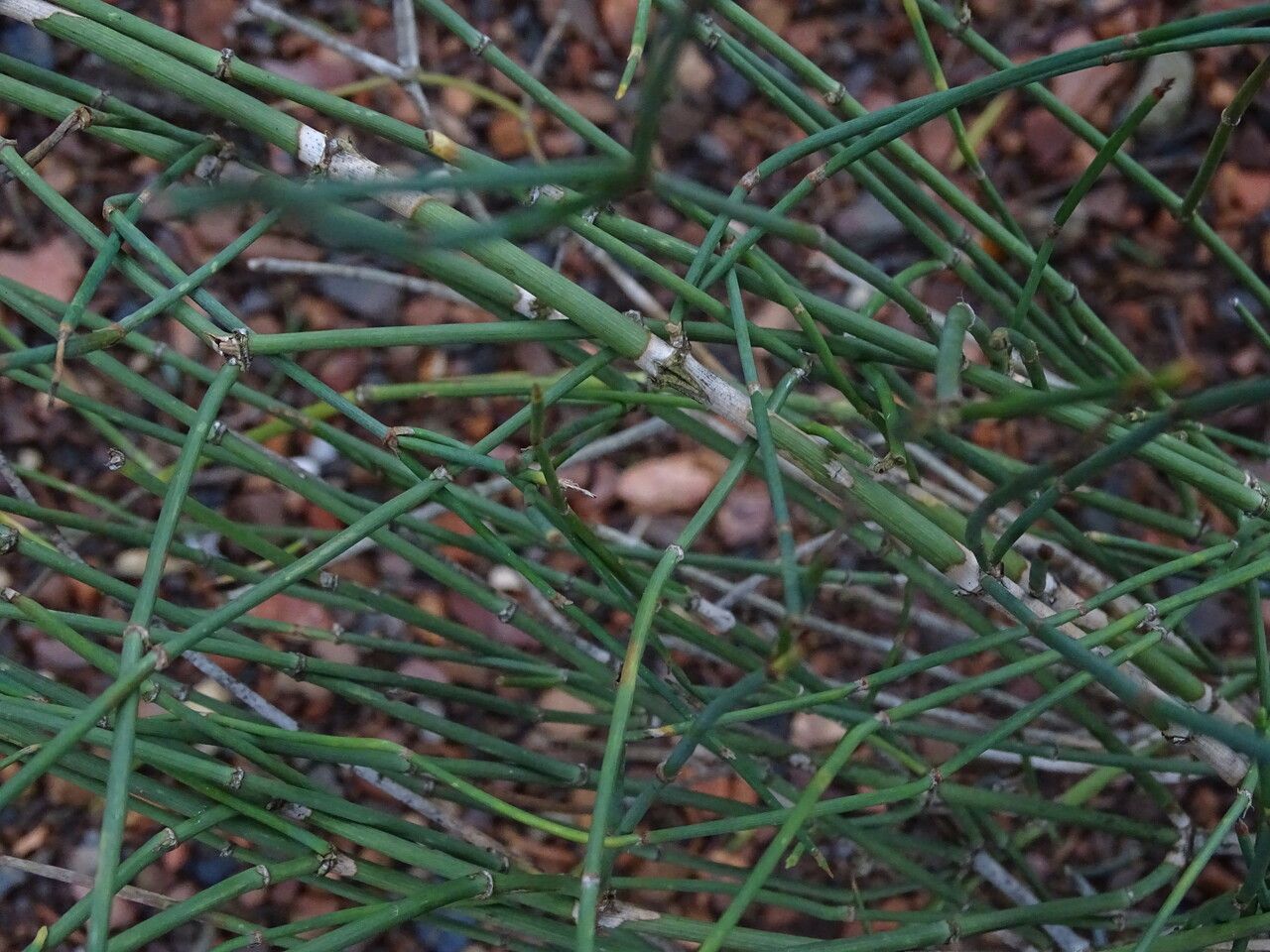 Ephedra glauca bark
