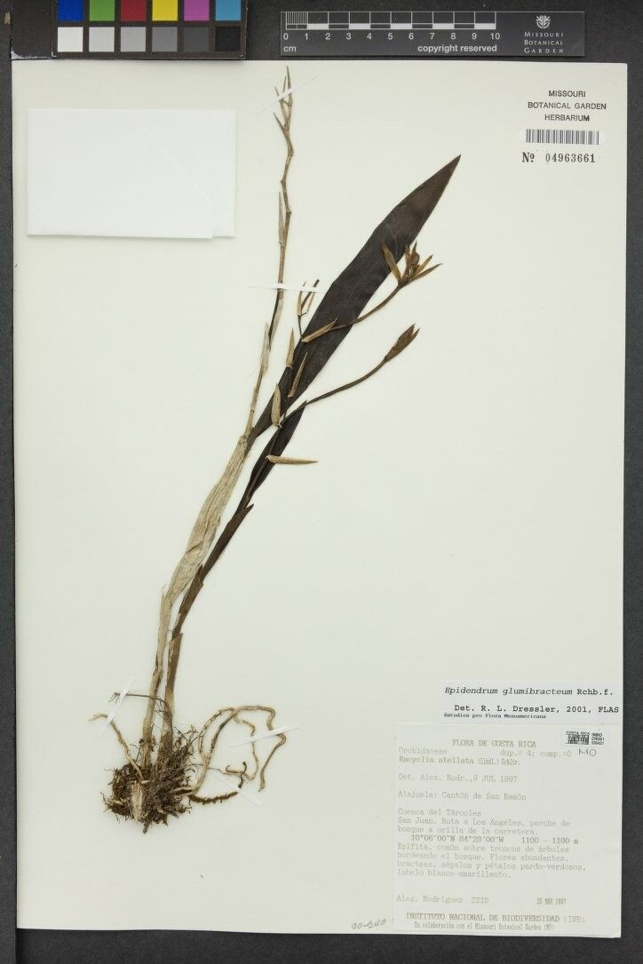 Epidendrum purpurascens other