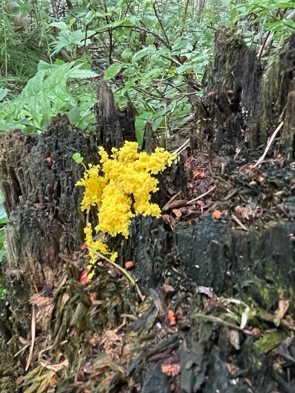 Baccaurea parviflora flower