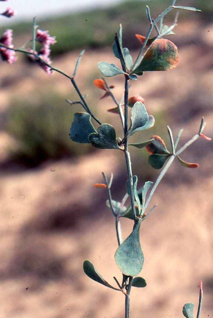 Limonium fallax — houseplant care guide