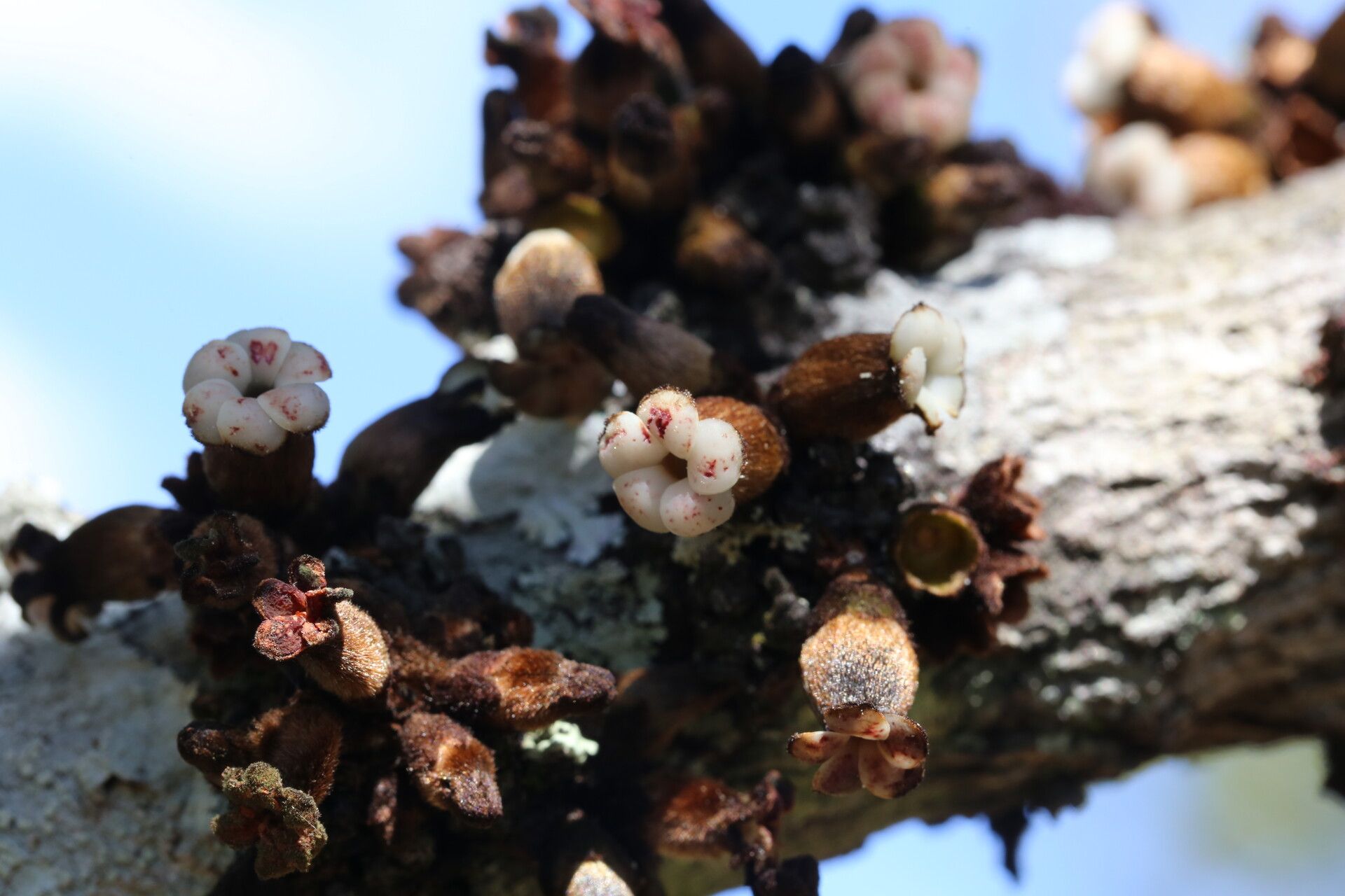 Diospyros batocana flower