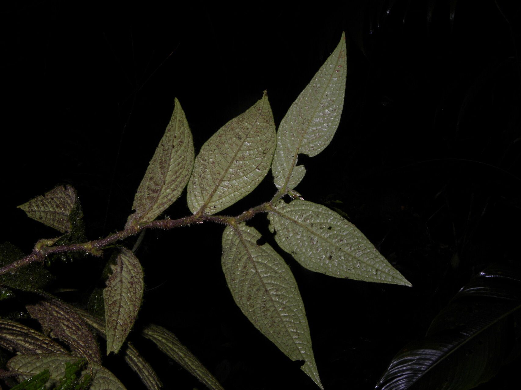 Piper tonduzii flower