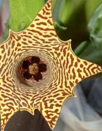Huernia boleana