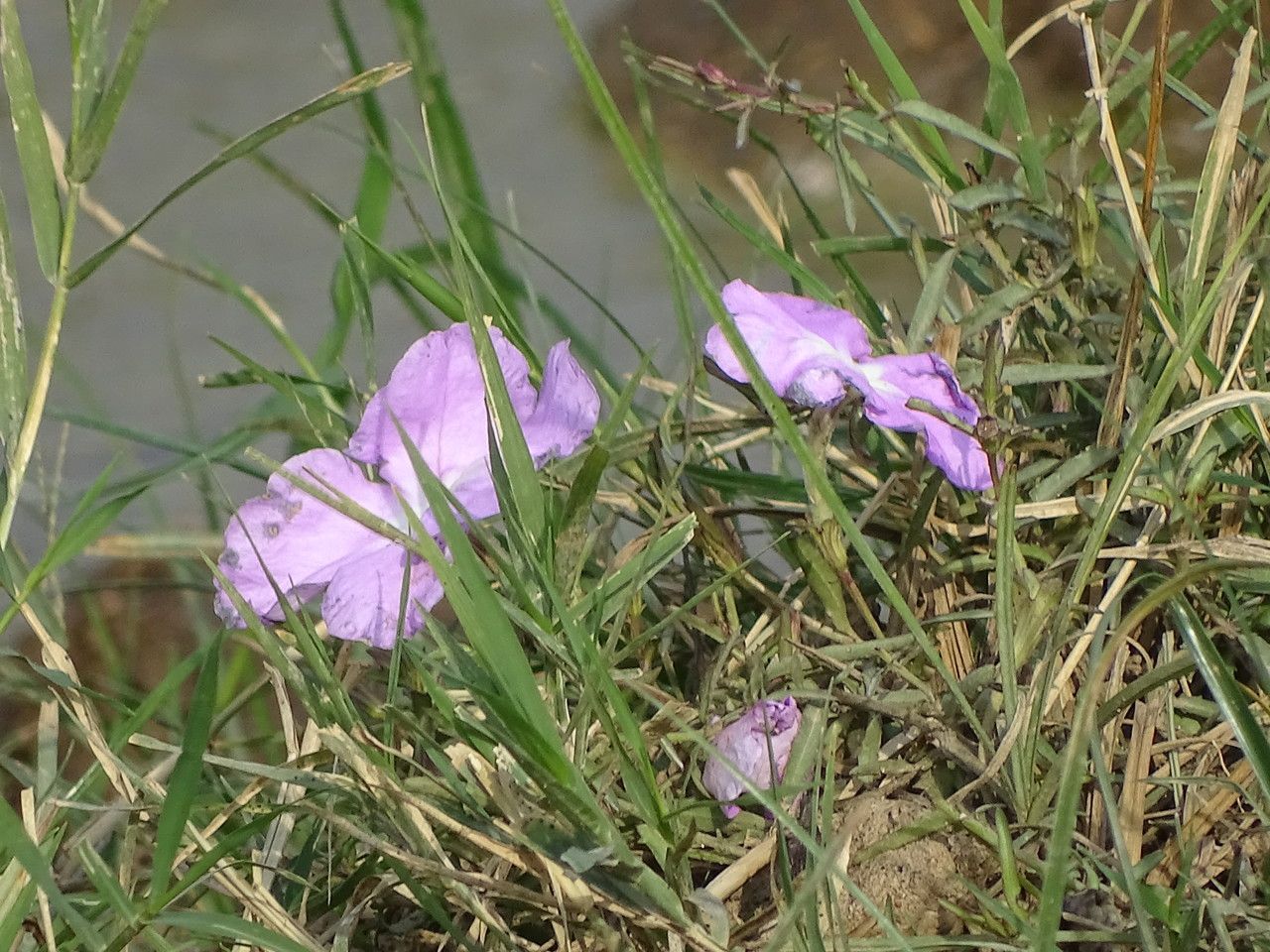 Cycnium tubulosum flower