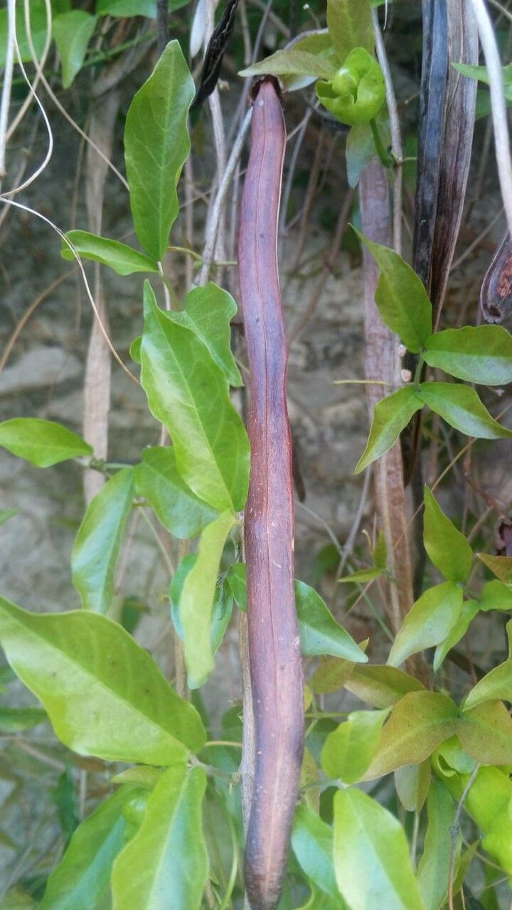 Macfadyena unguis-cati fruit