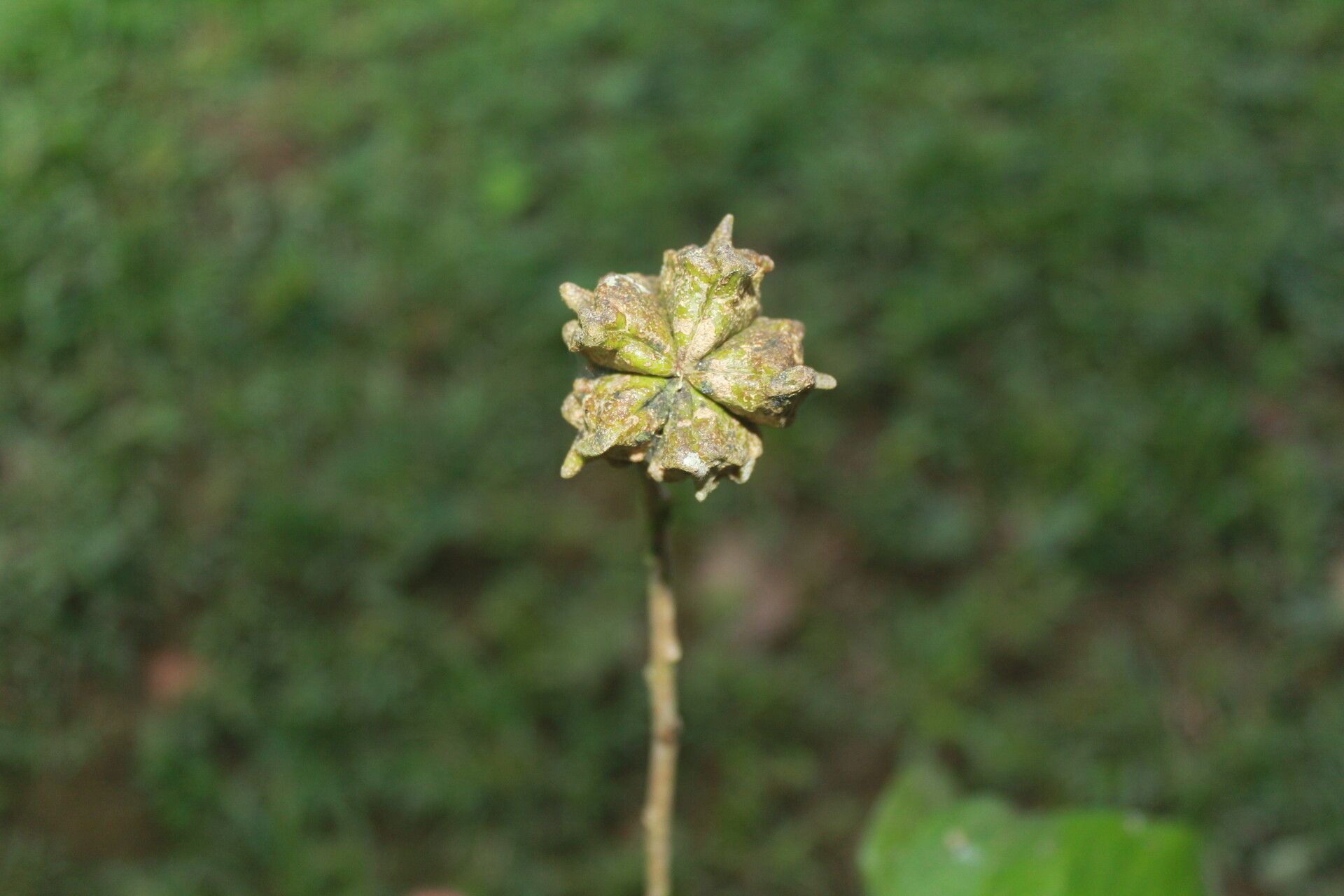 Esenbeckia pentaphylla flower