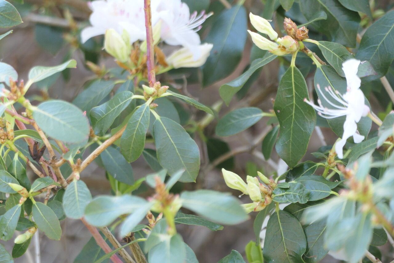 Rhododendron rigidum — houseplant care guide