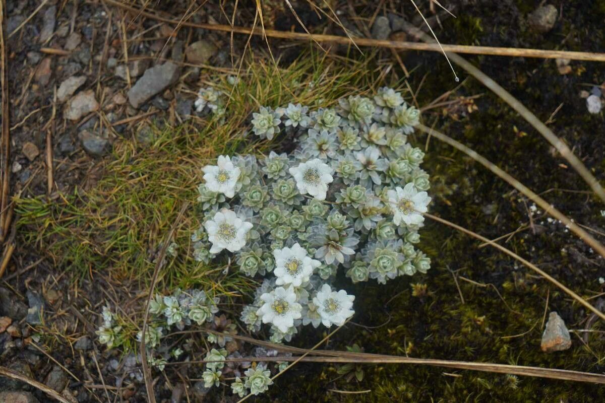 Leucogenes leontopodium flower