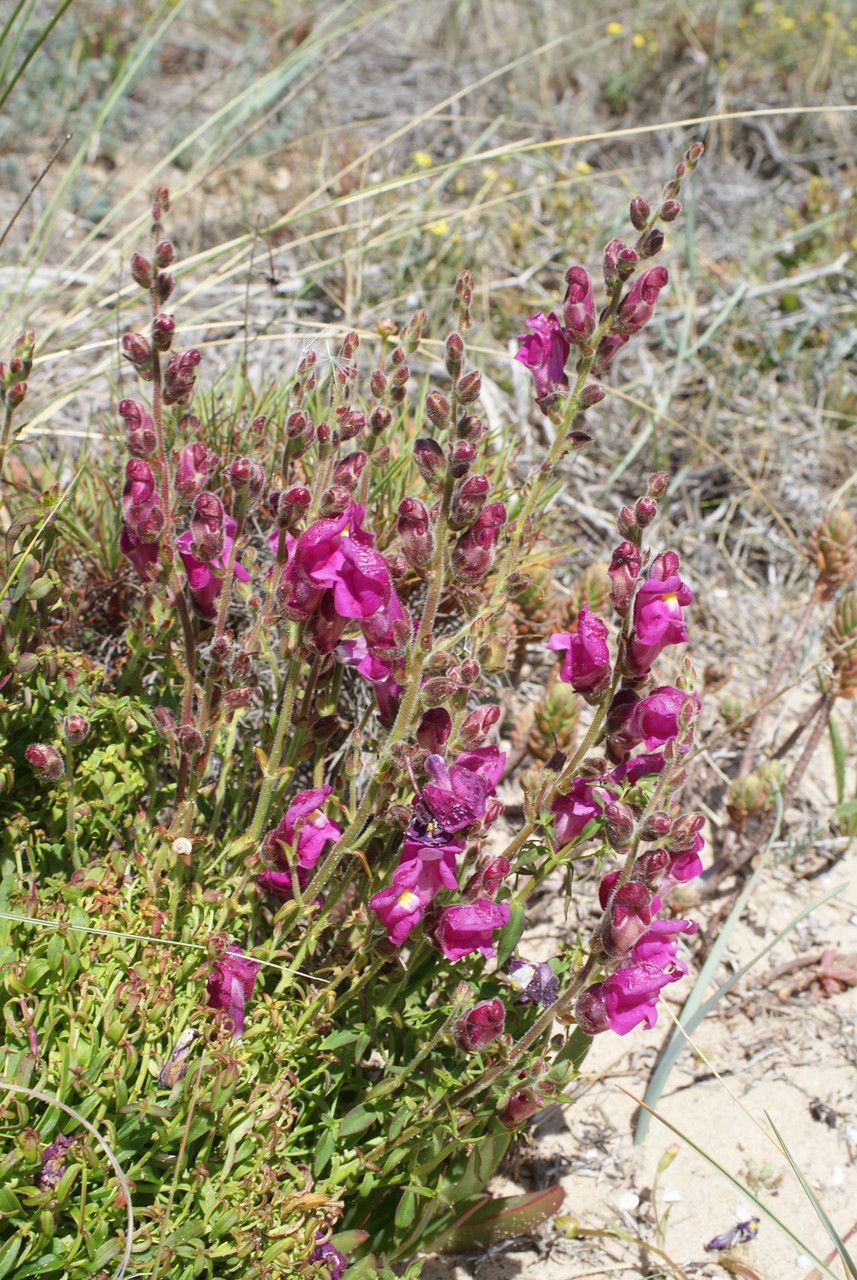 Antirrhinum cirrhigerum habit