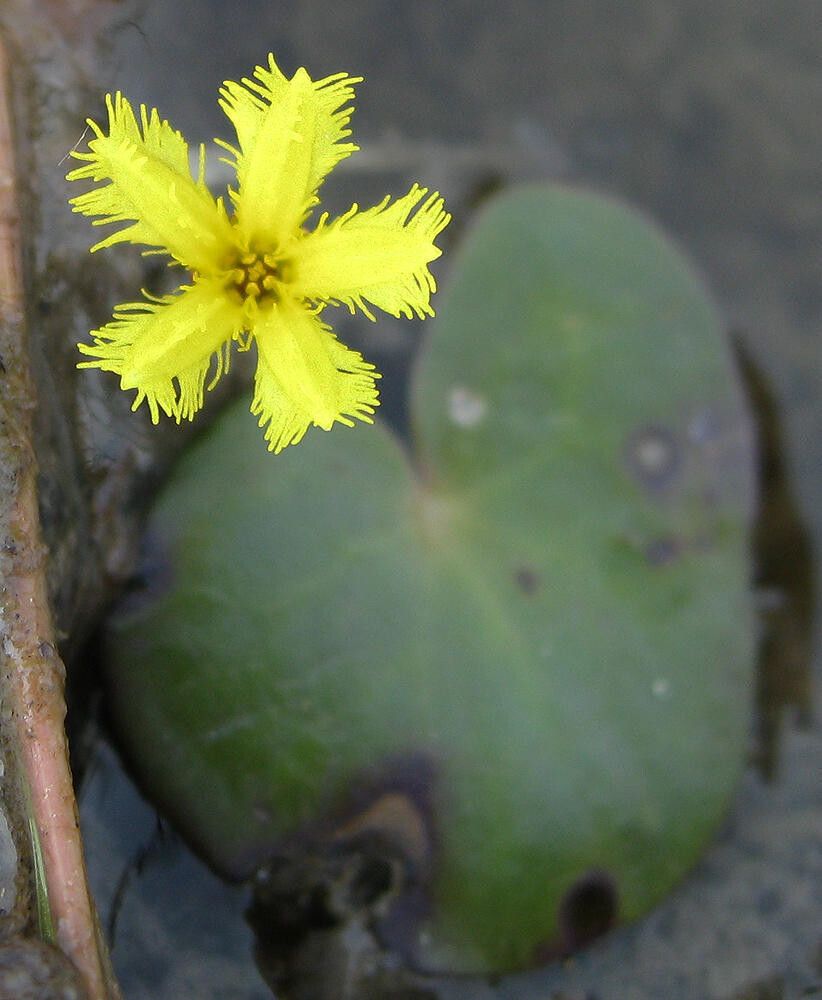 Nymphoides rautanenii — houseplant care guide