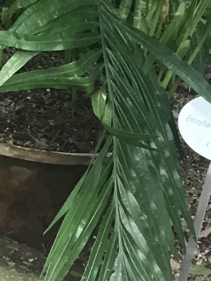 Encephalartos lebomboensis — search result for 'Zamiaceae'