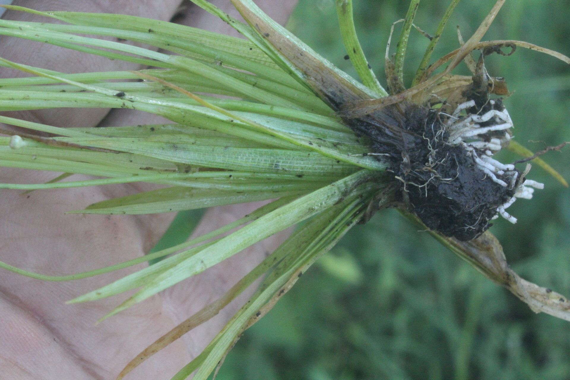 Eriocaulon seemannii — houseplant care guide