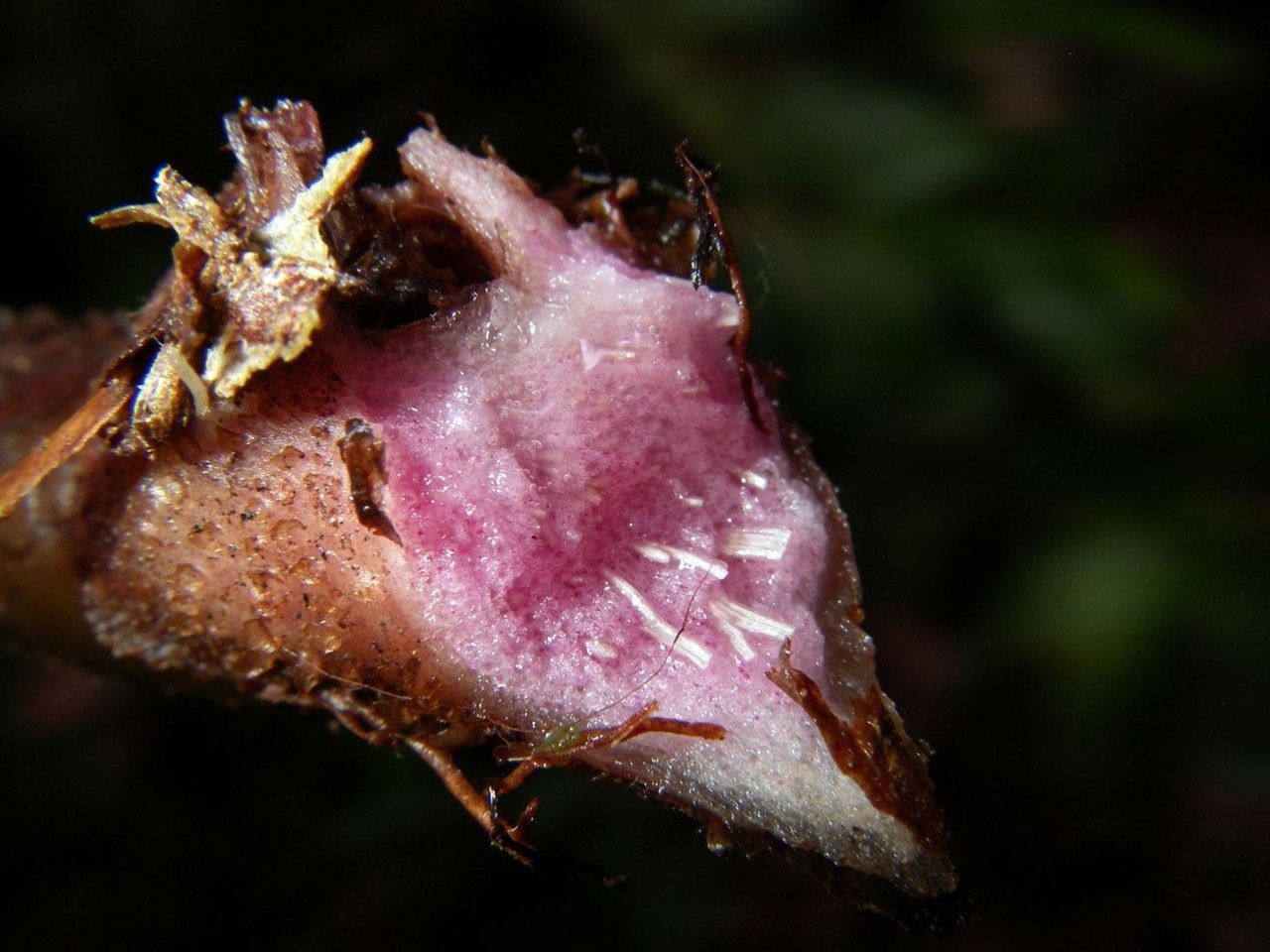 Danaea moritziana other