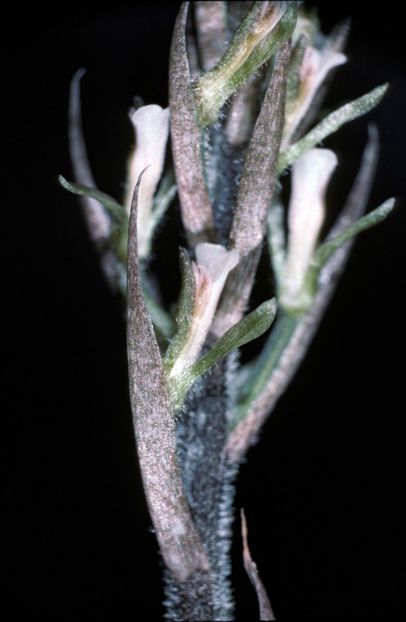 Cyclopogon olivaceus flower