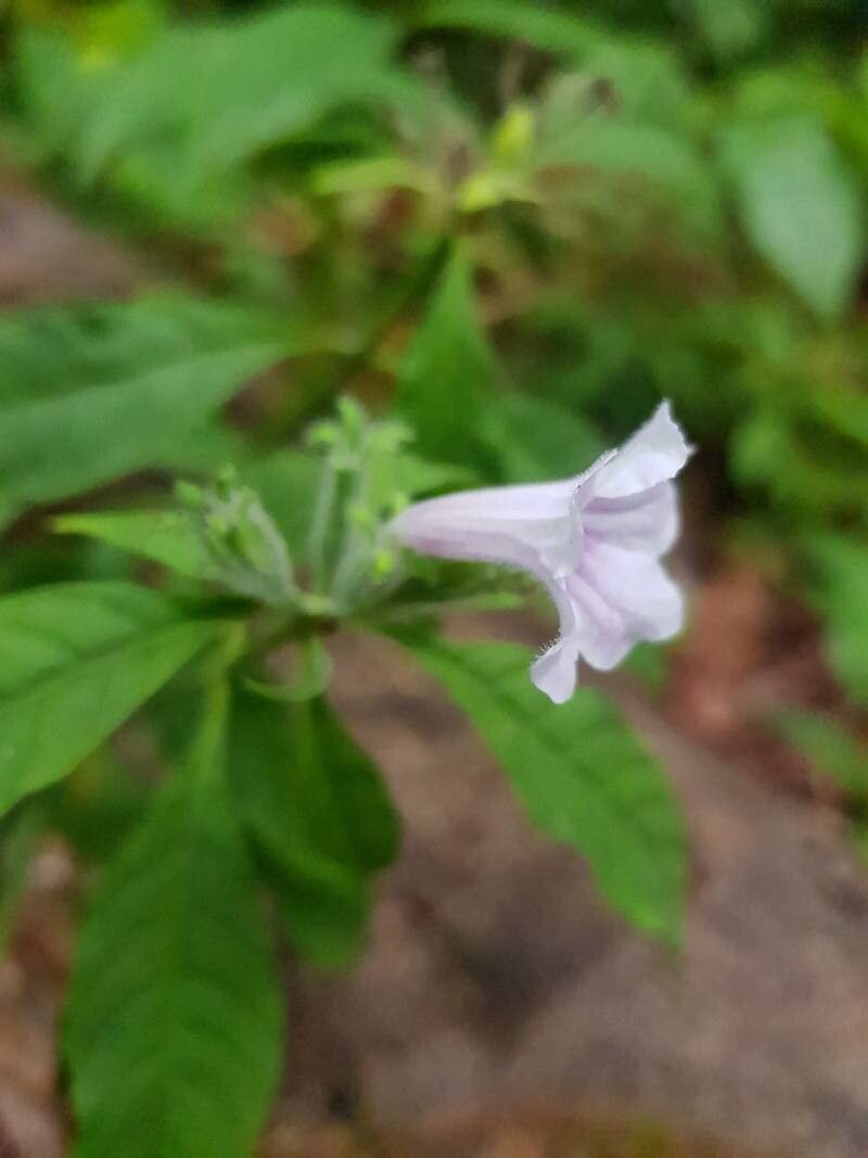 Ruellia golfodulcensis flower
