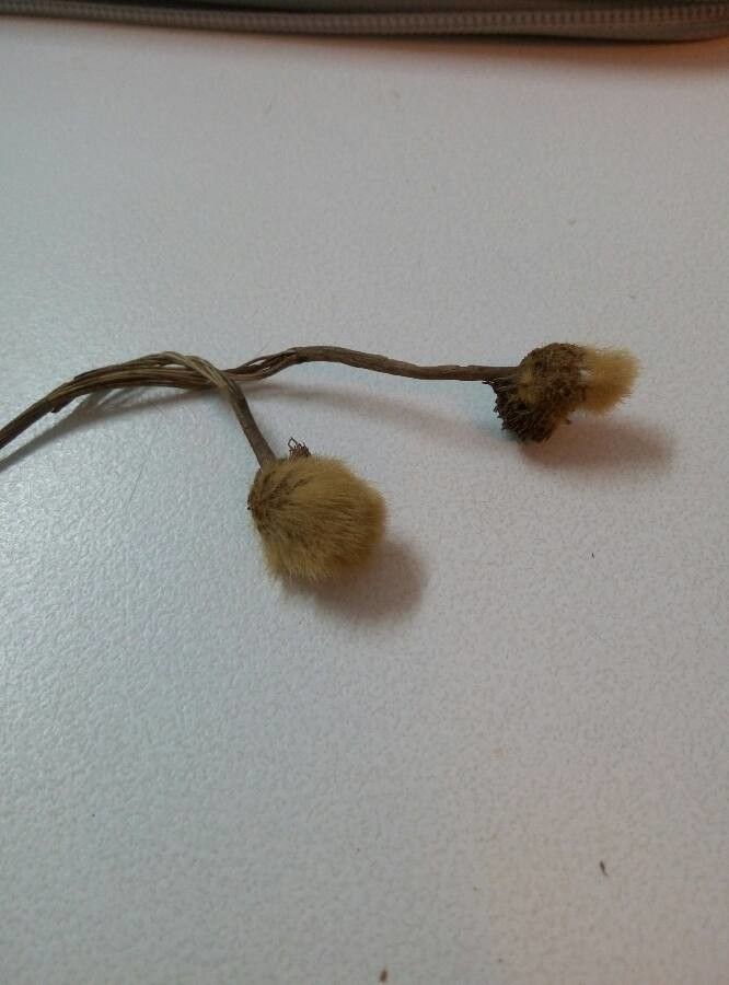 Atocion armeria fruit