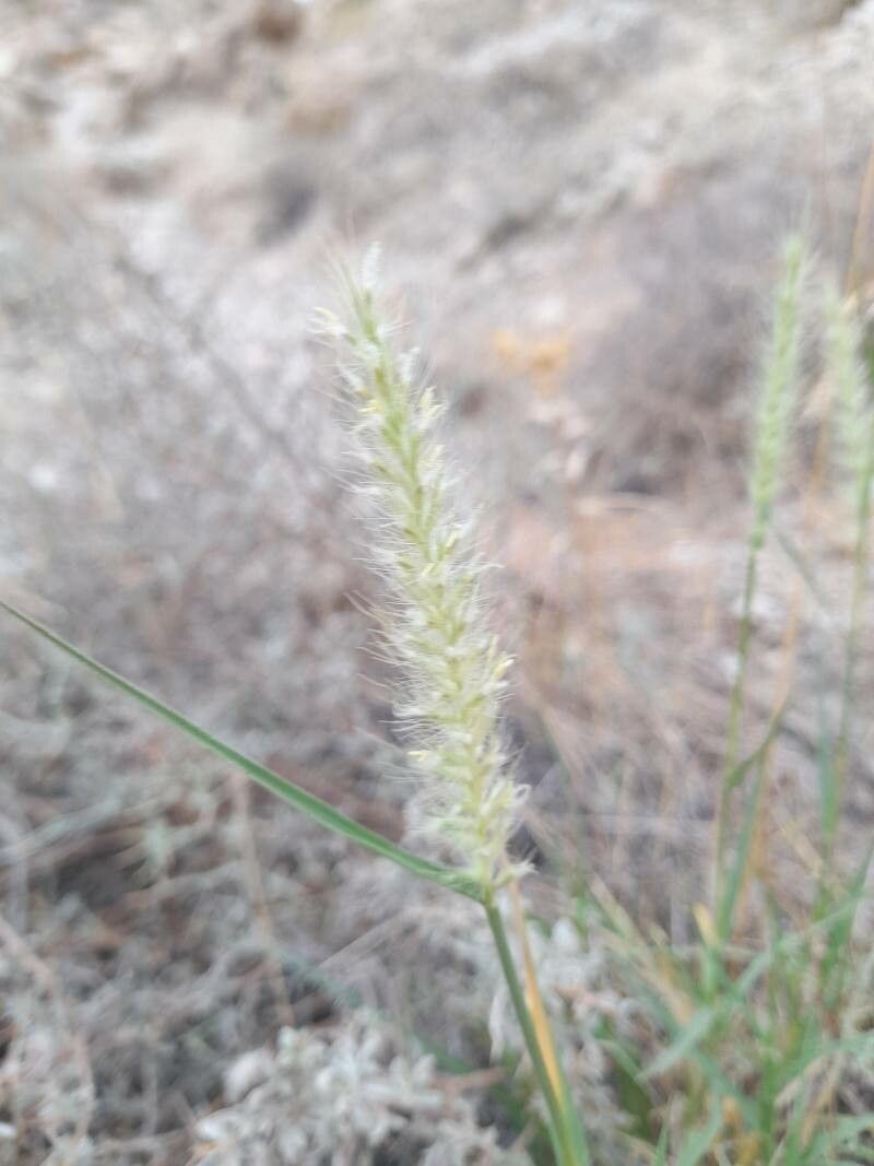 Melica persica flower