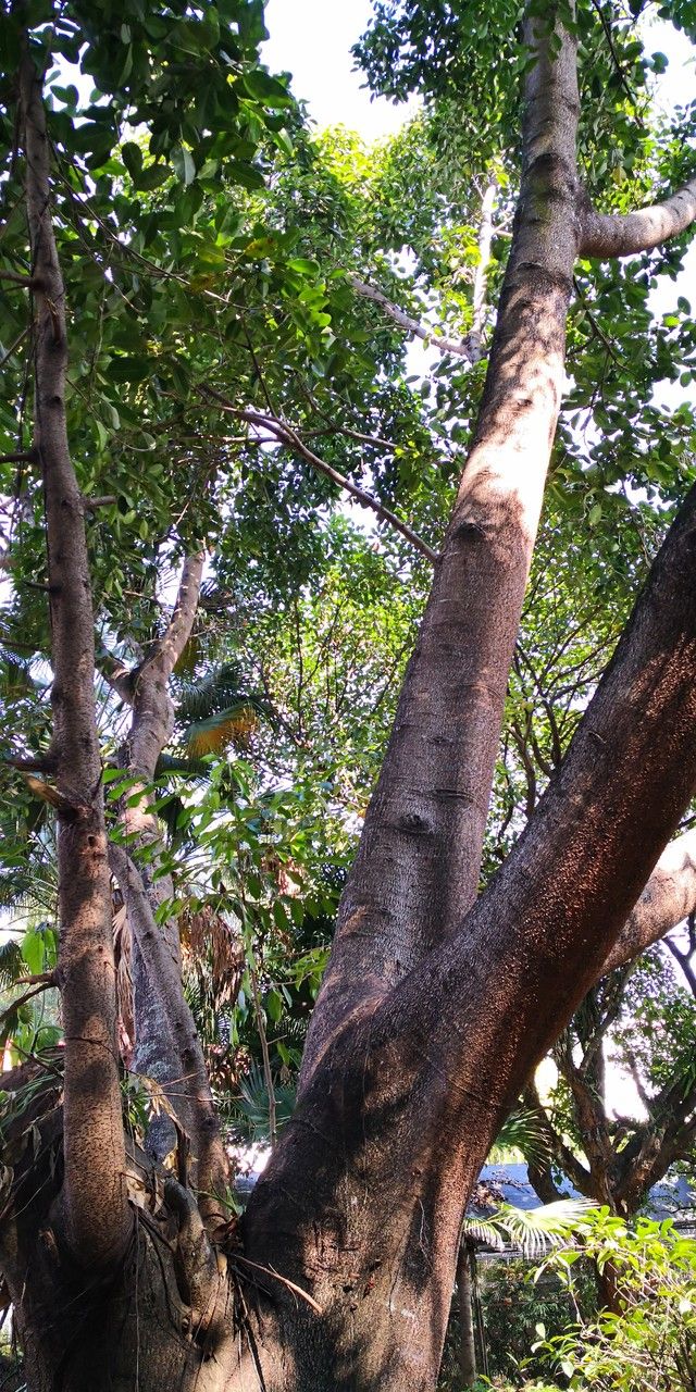 Afzelia xylocarpa habit