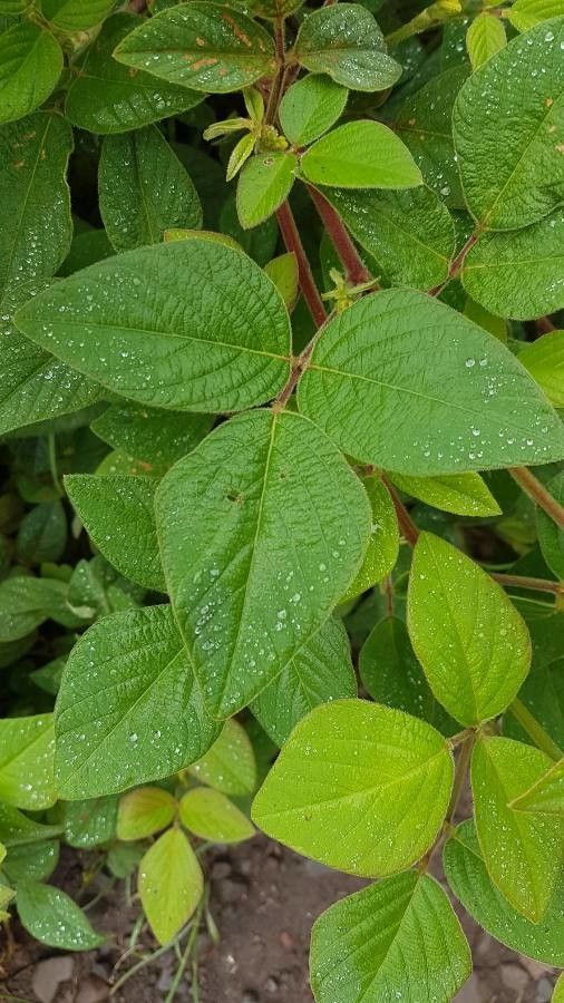 Desmodium intortum — search result for 'Haiti'