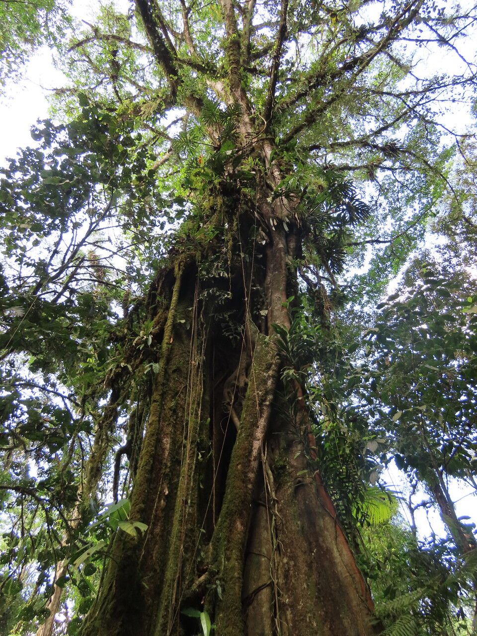 Ficus popenoei habit