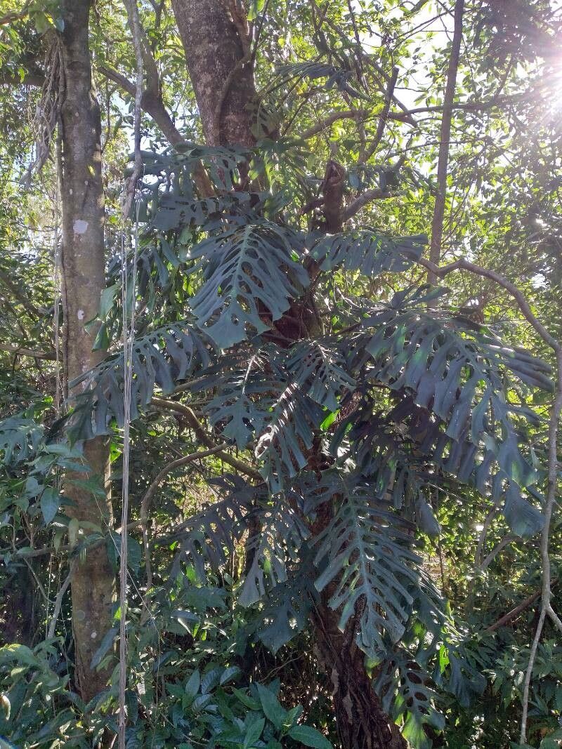 Monstera punctulata habit