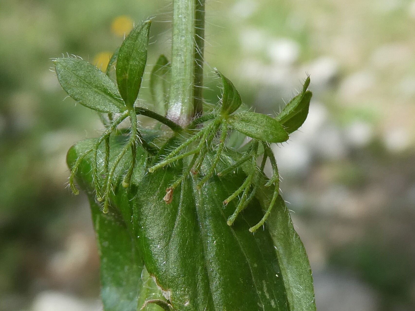 Cruciata laevipes fruit