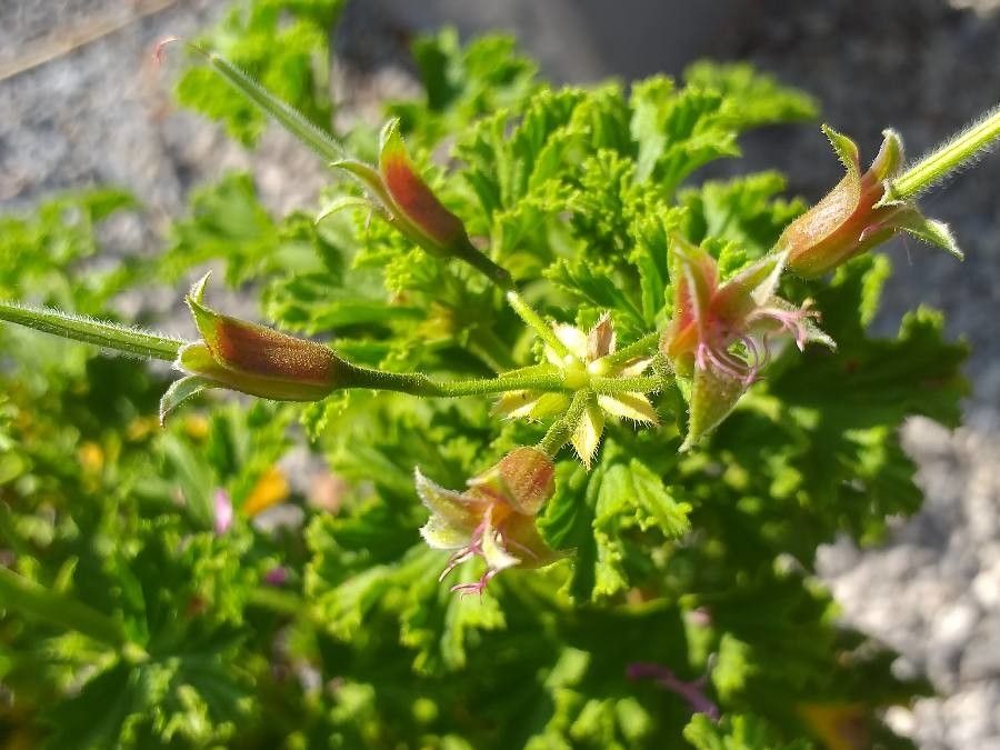 Pelargonium crispum flower