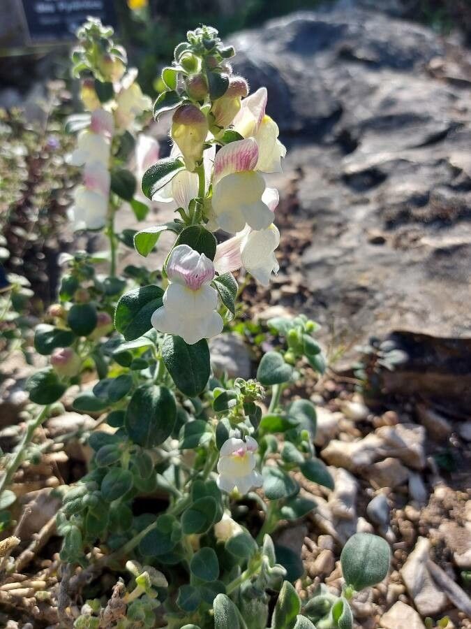 Antirrhinum sempervirens habit