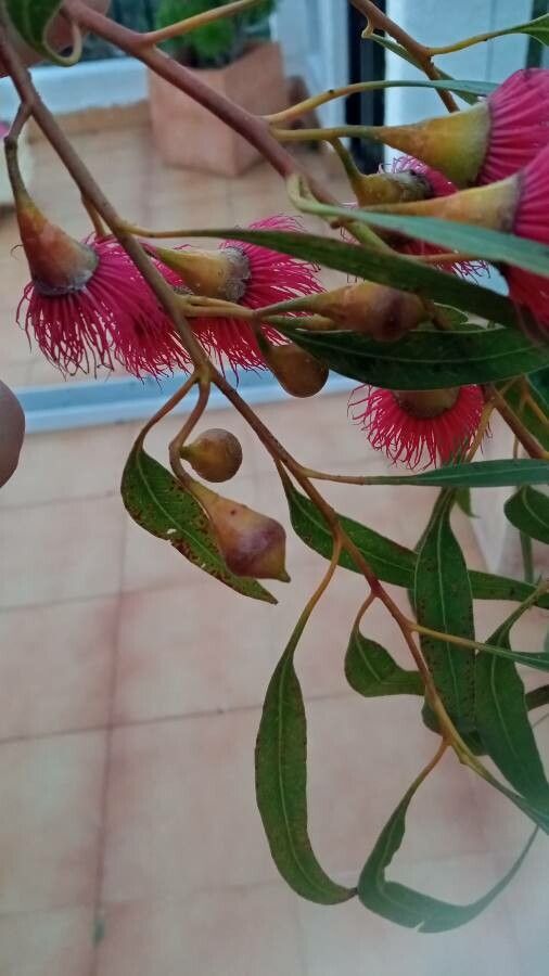 Eucalyptus leucoxylon fruit