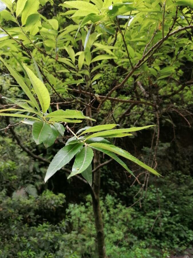 Salix canariensis leaf