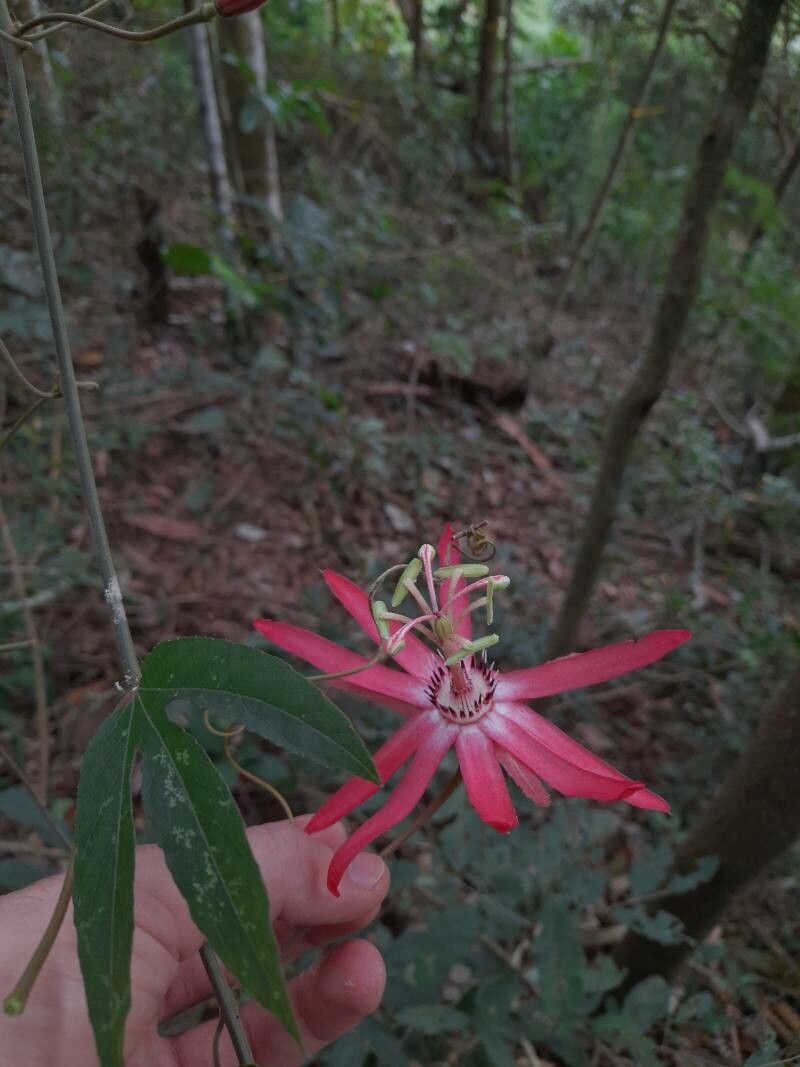 Passiflora speciosa flower